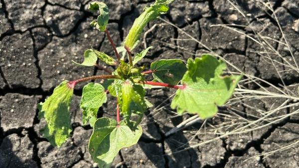 Spray drift affected cotton