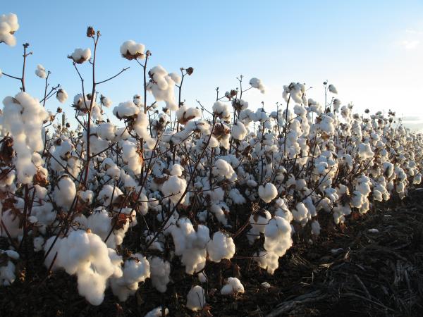 Join us in celebrating World Cotton Day.