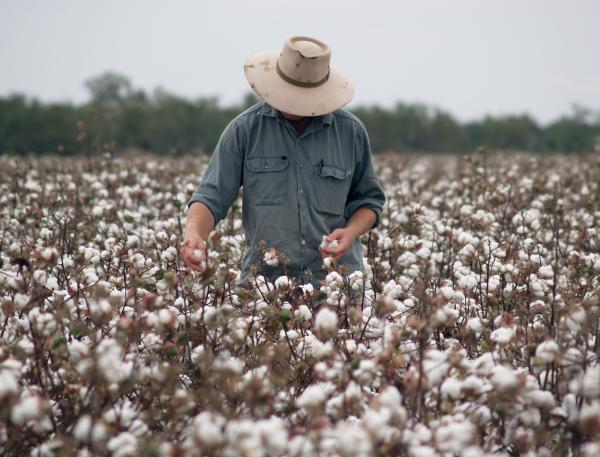 Grower in field