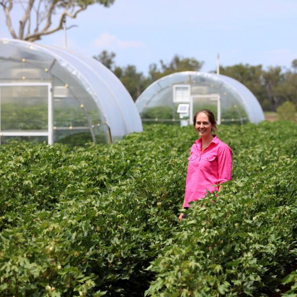 Female researcher standing in cotton field with greenhouses