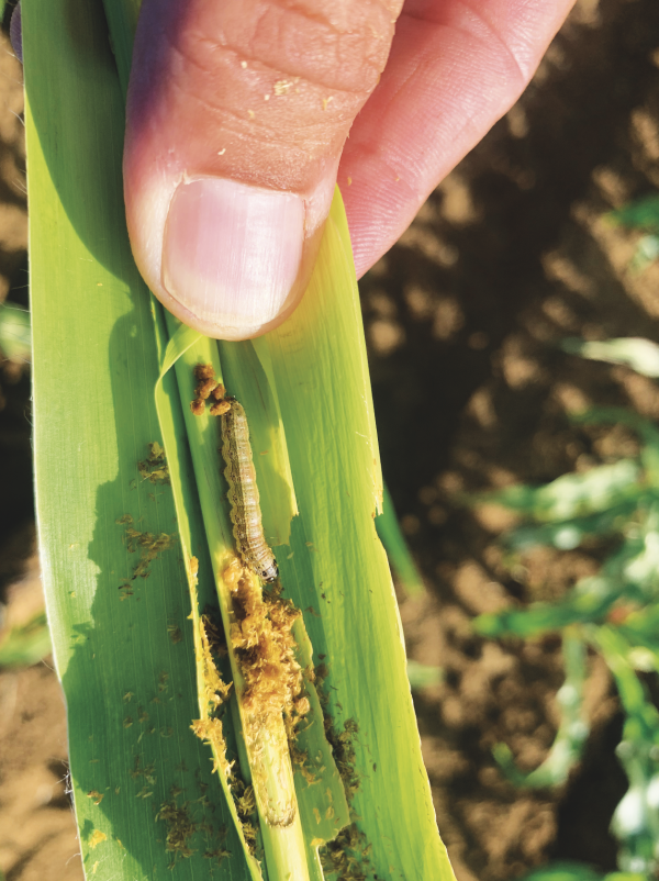 Fall Armyworm grub in a maize leaf