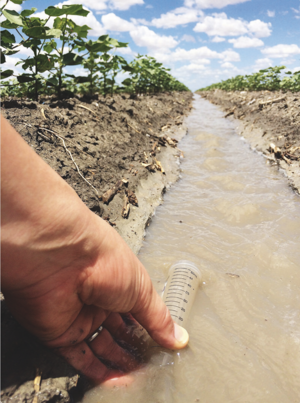 Woman collecting water specimen from cotton irrigation water