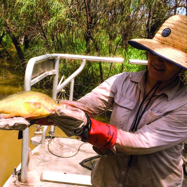 Woman holding a Golden Perch at a river