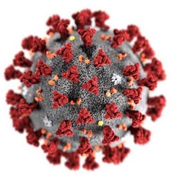 Covid 19 virus under a microscope