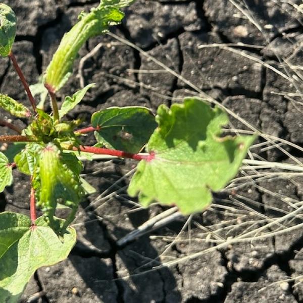 Spray drift affected cotton
