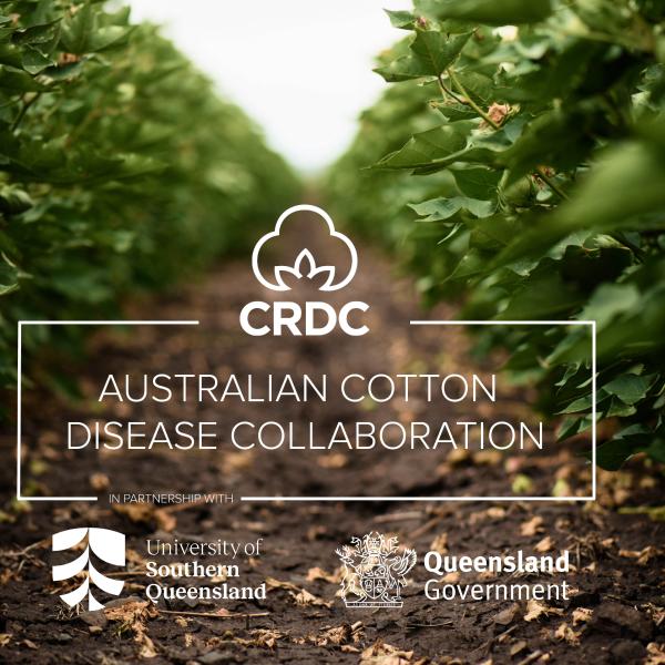 Landmark Approach To Cotton Disease Research | Mirage News