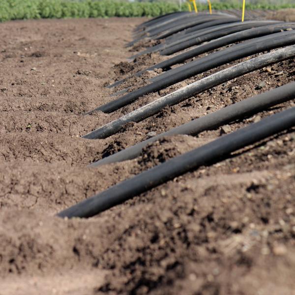 cotton field irrigation