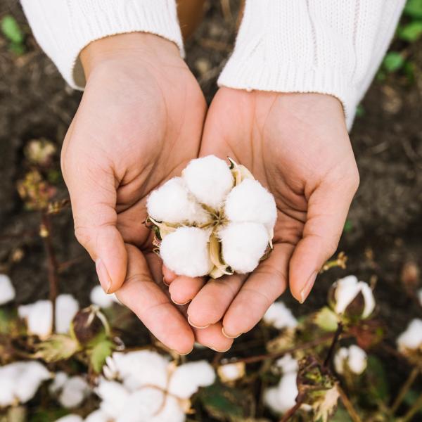 Hands holding cotton boll.