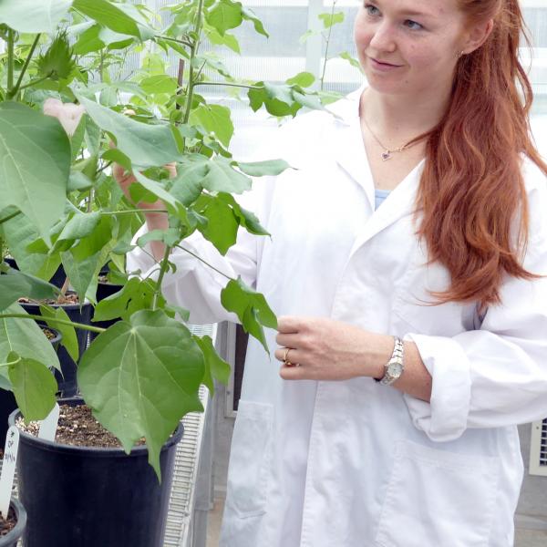 Cotton Biologist Demi Sargent, in a greenhouse