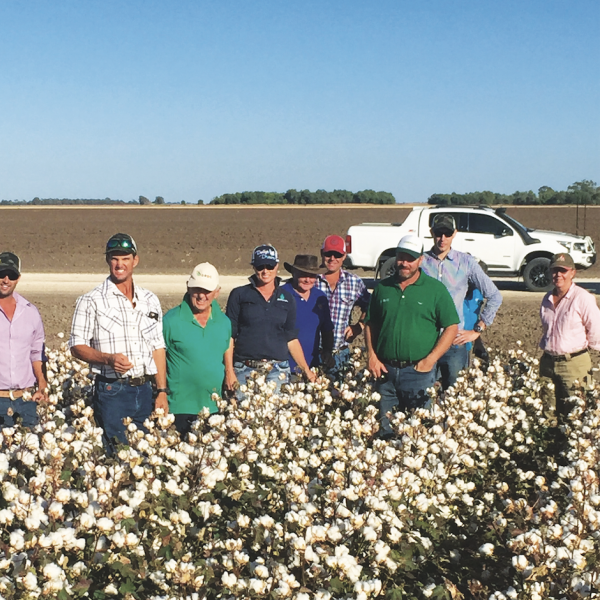 Group of farmers in a cotton field.