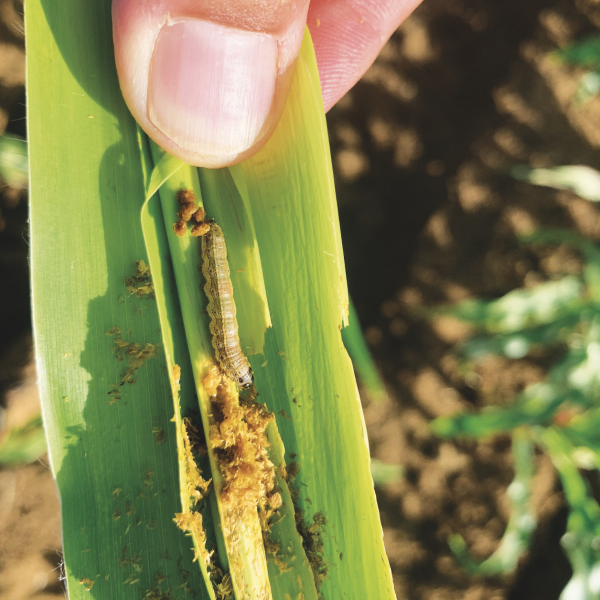 Fall Armyworm grub in a maize leaf