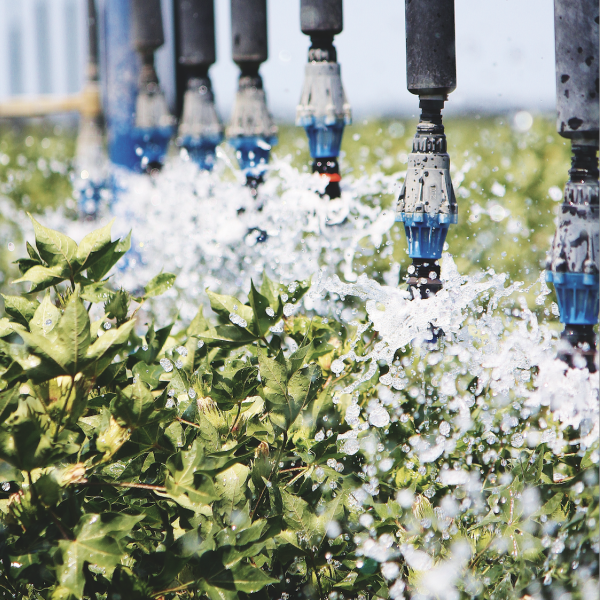 Lateral move irrigator in a cotton field.