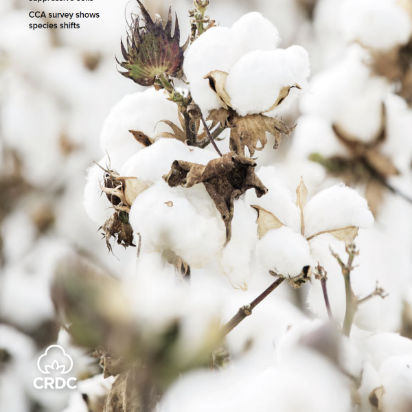 blooming cotton bolls