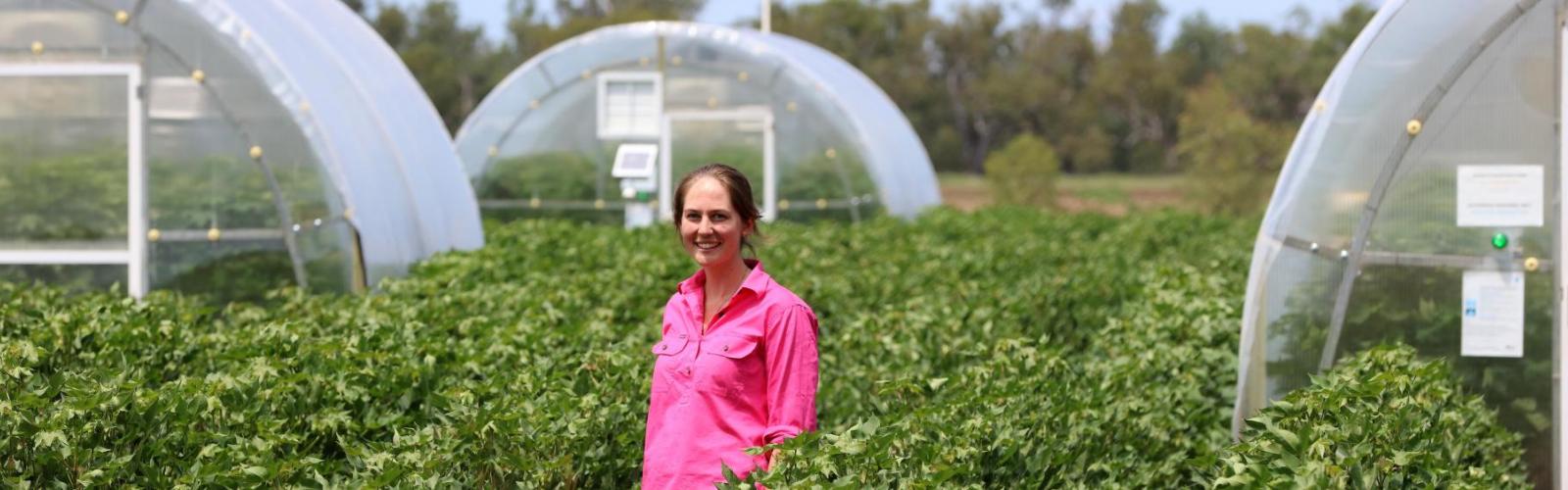 Cotton researcher standing in a cotton trial paddock in front of glasshouses.