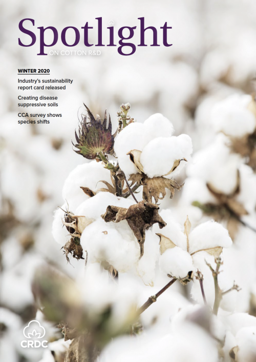 One open cotton boll in focus among a field of open cotton bolls. 