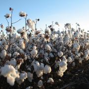 Join us in celebrating World Cotton Day.